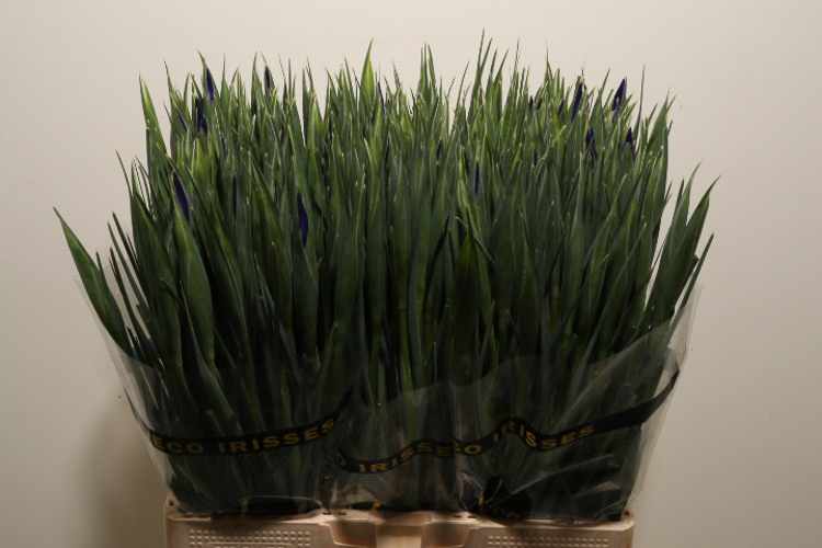 IRIS BLUE MAGIC 60